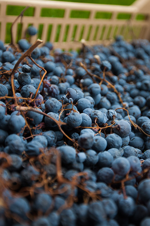 2019 L'Arco Amarone Classico della Valpolicella