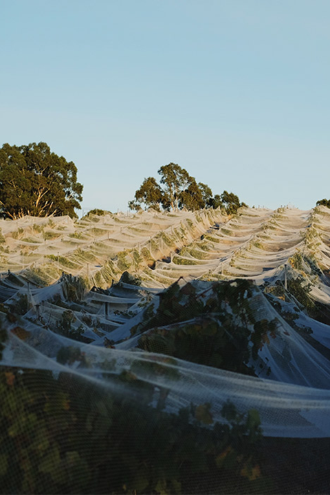 2025 Spinifex Rosé