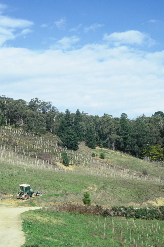 2024 Lucy M Vino Sangiovese Barbera Nebbiolo