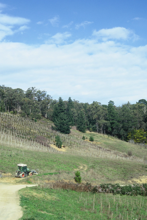 2024 Lucy M Vino Sangiovese Barbera Nebbiolo