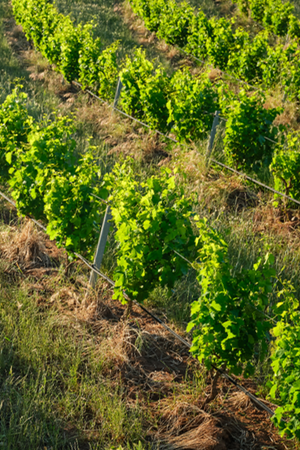2023 Alkina 'Kin' Shiraz