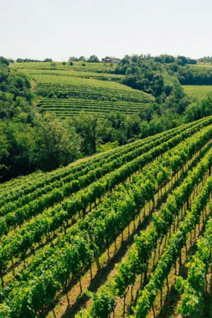 2022 Radikon 'Sivi' Pinot Grigio 750ml
