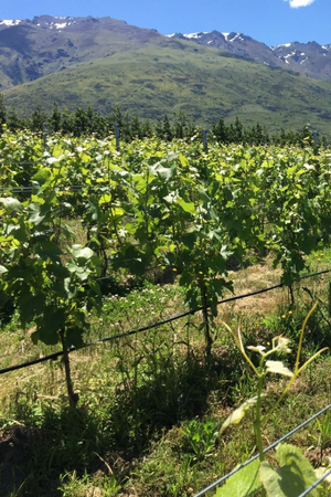 2022 Sato Wines La Ferme de Sato 'Sur les Nuages' Pinot Noir