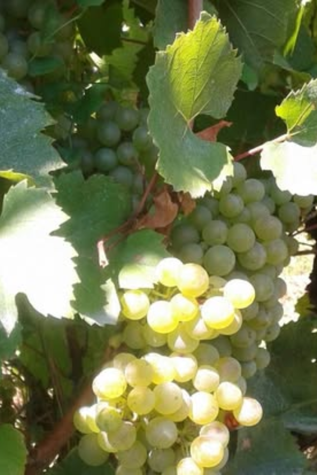 2021 Domaine de la Garrelière 'Le Chenin de la Colline'