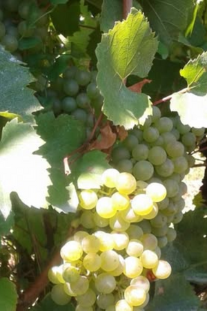 2021 Domaine de la Garrelière 'Le Chenin de la Colline'