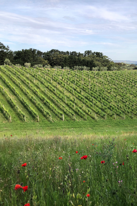 2023 Manon 'Farm Rosato'