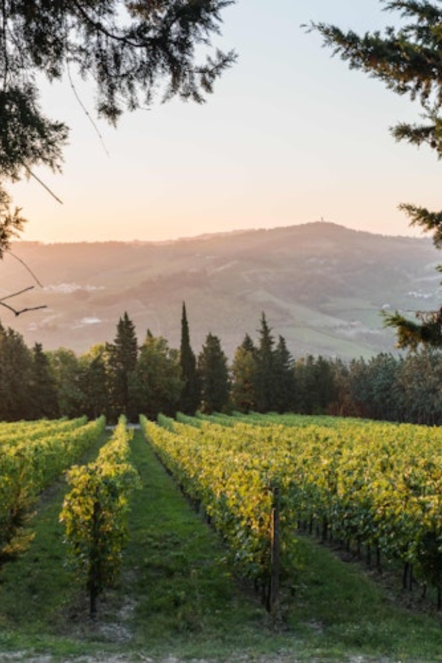 2022 Pandolfa 'Federico' Sangiovese