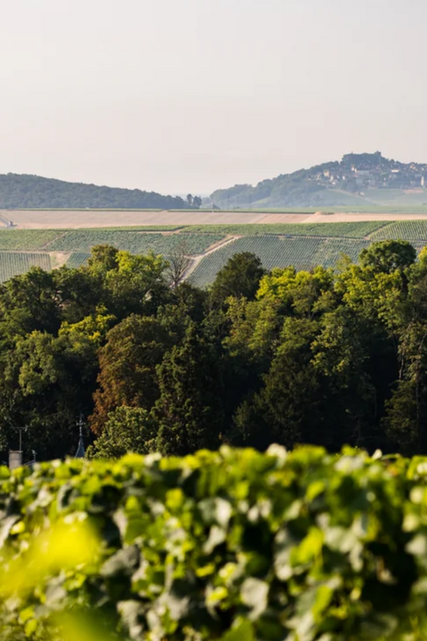2023 Domaine Berthier 'L'Instant' Pinot Noir