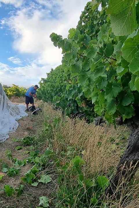 2024 Orbis Tempranillo Grenache