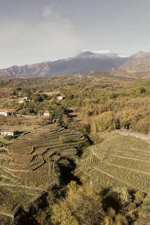 2024 Maugeri Etna Bianco Superiore DOC Contrada Volpare