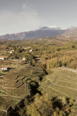 2023 Maugeri Etna Bianco Superiore DOC Contrada Volpare