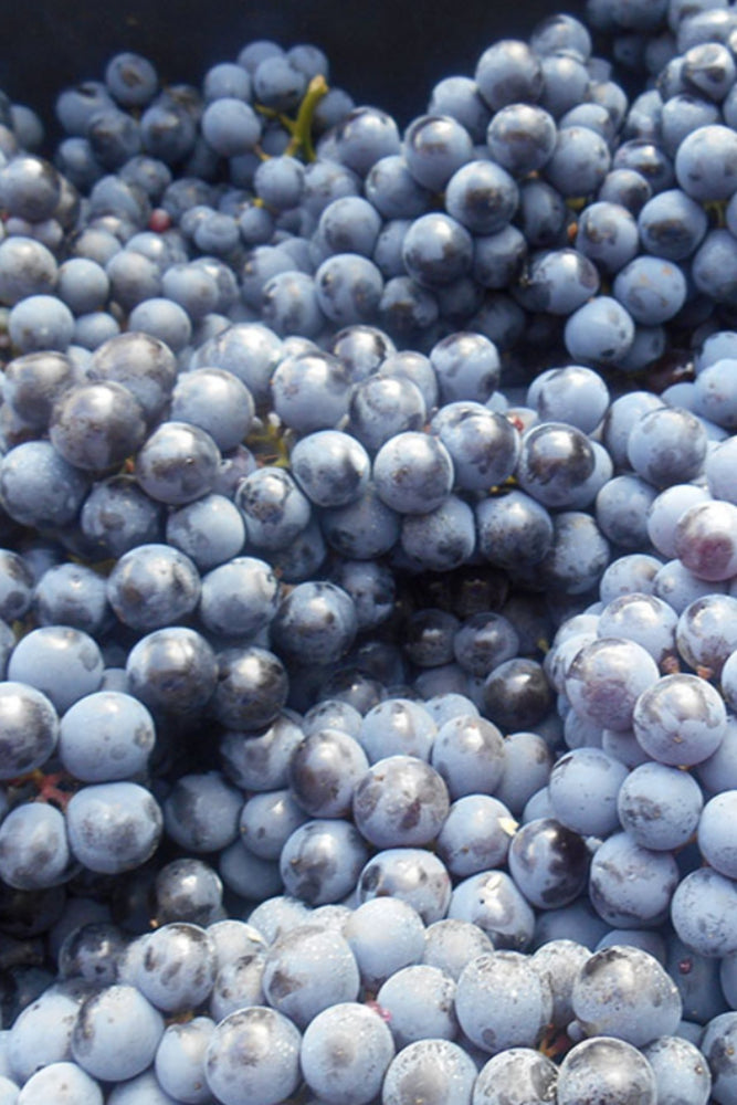 2023 ARPEPE Rosso di Valtellina