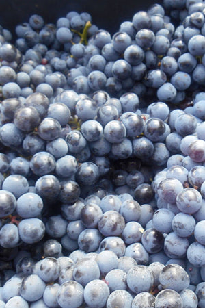2023 ARPEPE Rosso di Valtellina