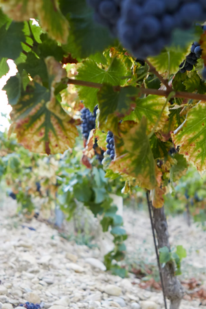2022 Boutinot 'Les Coteaux' Côtes du Rhône