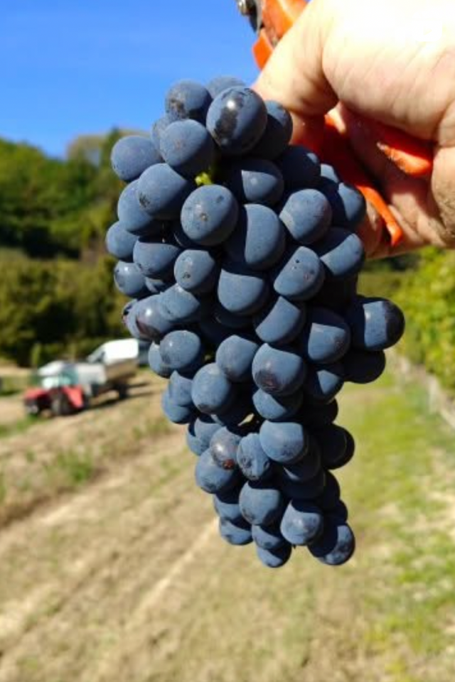 2024 Benotti Rosavica 'Nebiulina' Langhe Nebbiolo