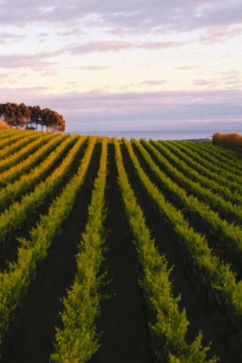 2025 Ghost Rock 'Supernatural' Pinot Noir