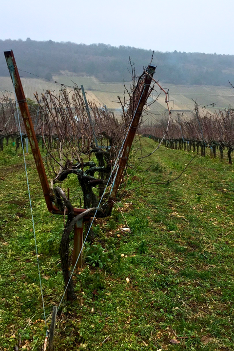 2022 Boris Champy 'Bignon 421' Bourgogne Hautes-Côtes de Beaune (Pinot Noir)