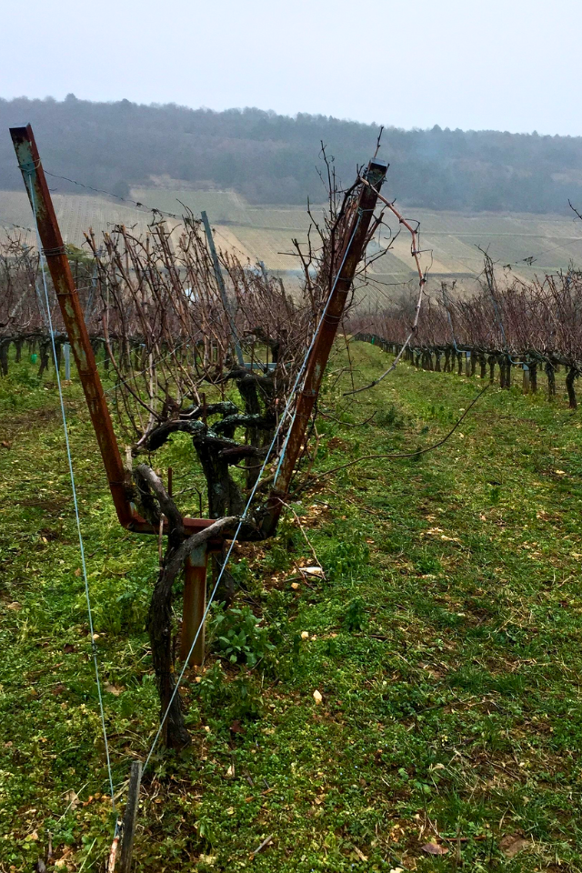 2022 Boris Champy 'Bignon 421' Bourgogne Hautes-Côtes de Beaune