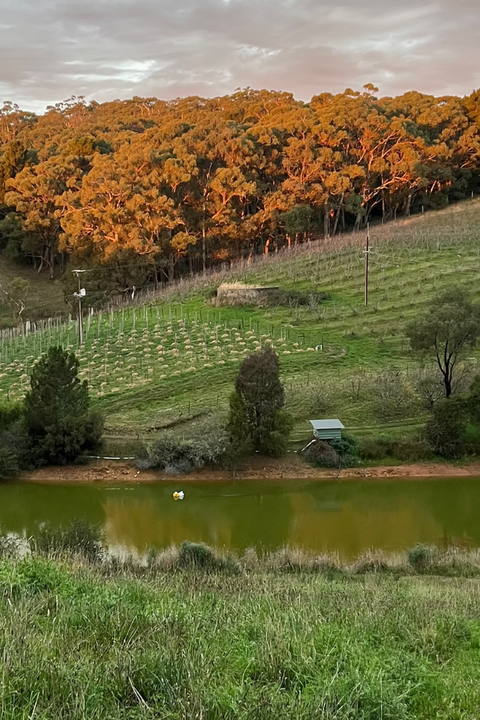 2023 Jauma 'Disco Special' Shiraz Grenache