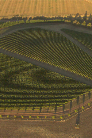 2024 By Farr Chardonnay