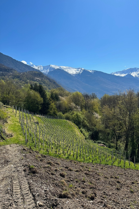 2023 Jean-Yves Péron 'Côtillon des dames' Blanc