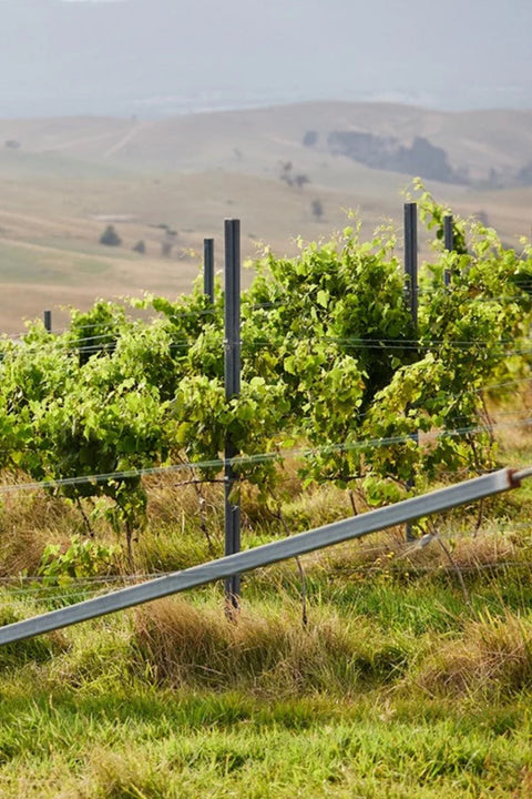 2024 Lambert Syrah
