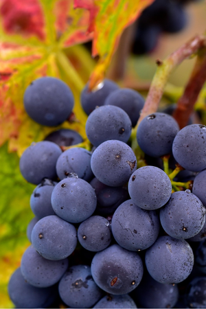 2023 Domaine Marcel Joubert 'Beaujolais Villages' Gamay