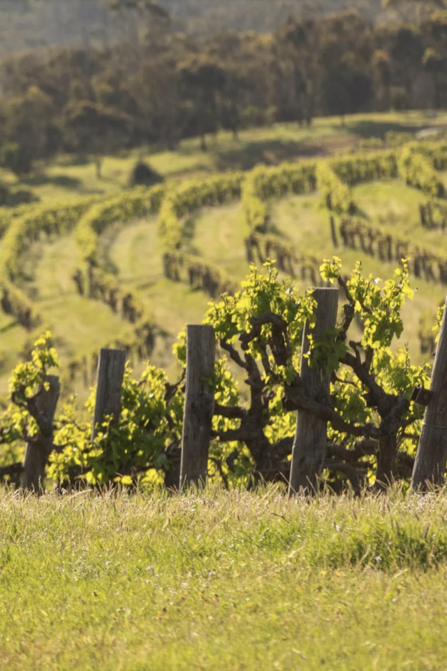 2024 Aphelion 'Pir' Chenin Blanc