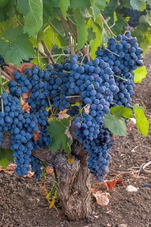 2023 Il Barroccio Nero d'Avola