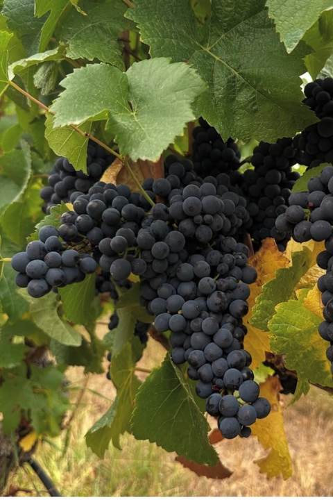 2021 Meadowbank 'Blanc de Noirs' Sparkling