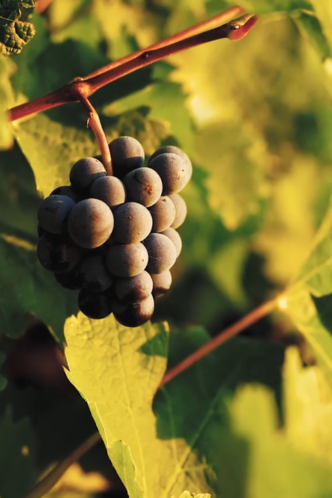 2024 Punt Road Pinot Noir