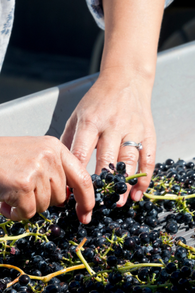 2023 Alkina 'Kin' Shiraz