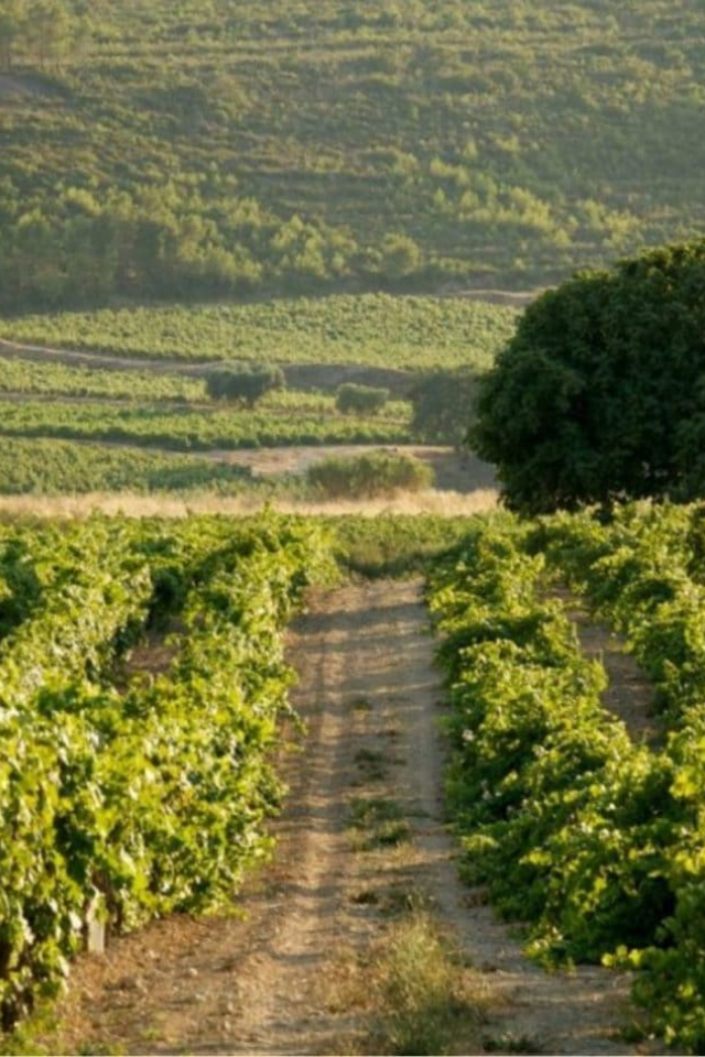 2022 La Bastide Blanche Bandol Rosé