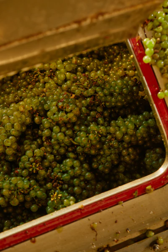 2022 Patrick Underwood 'Dash Farms' Chardonnay