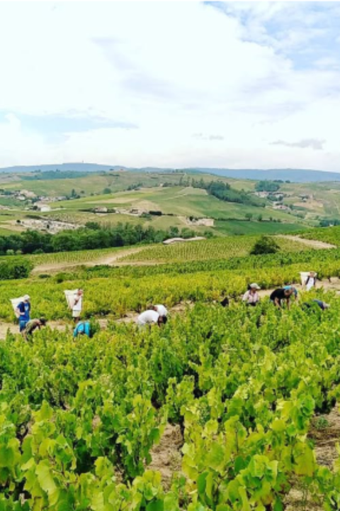 2024 Domaine Chermette 'Griottes' Beaujolais MAGNUM 1500ml