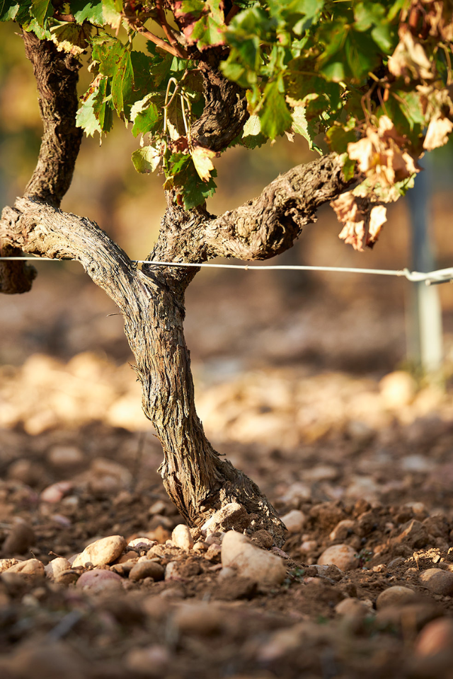 2023 Chateau Gigognan Côtes du Rhône Rouge