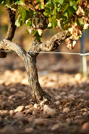 2023 Chateau Gigognan Côtes du Rhône Rouge