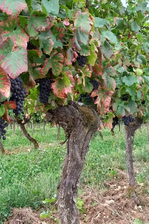 2023 Claire Naudin Hautes-Côtes de Nuits 'Myosotis Arvensis' Bourgogne Rouge