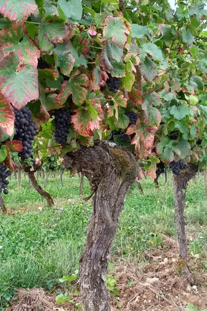 2023 Claire Naudin Hautes-Côtes de Nuits 'Myosotis Arvensis' Bourgogne Rouge