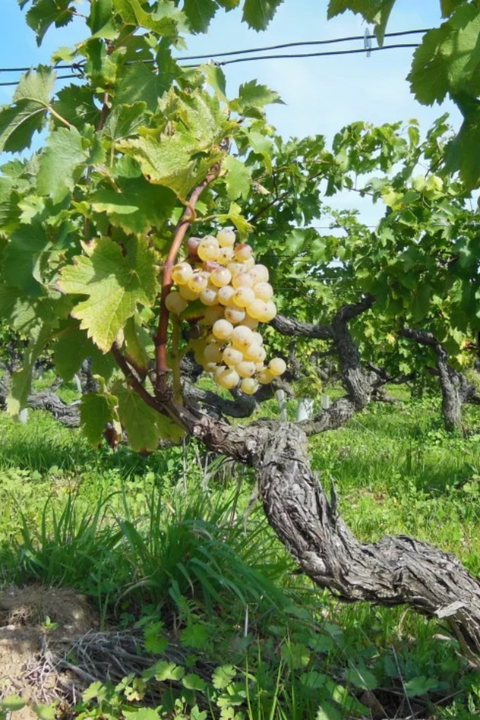 2022 Domaine Francois et Julien Pinon Vouvray Brut Non Dose