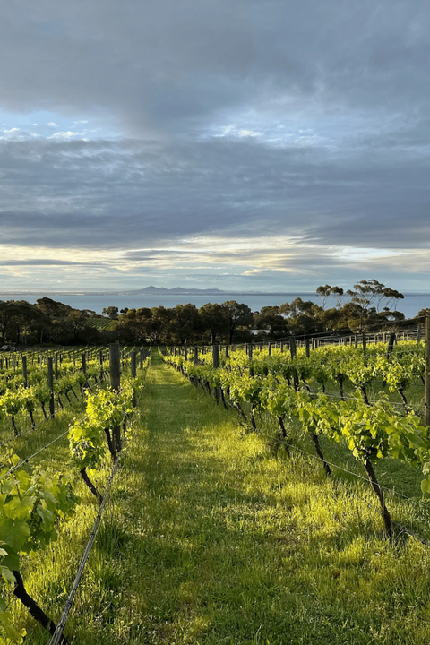 2024 Mulline Portarlington Pinot Noir