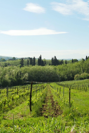2021 Camiliano 'Nero del Gobbo' Sangiovese