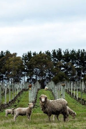 2023 Hochkirch Riesling