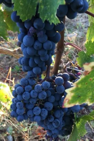 2021 Domaine de la Garrelière Touraine 'Les 2 Amis' Gamay/Cab Franc