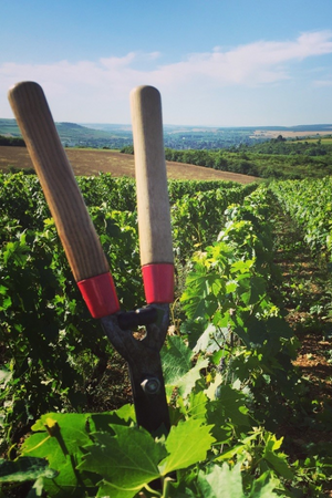 2022 Domaine D'Edouard Bourgogne Rouge