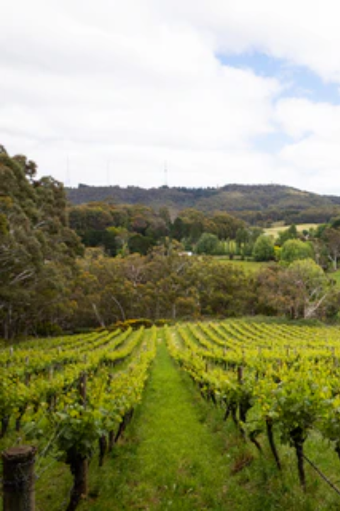 2025 Gentle Folk Chardonnay