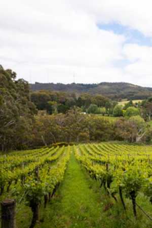 2024 Gentle Folk Chardonnay