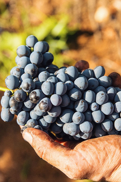 2025 Delinquente 'Pretty Boy' Rosé