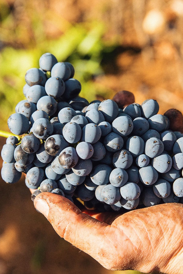 2025 Delinquente 'Roko' Montepulciano