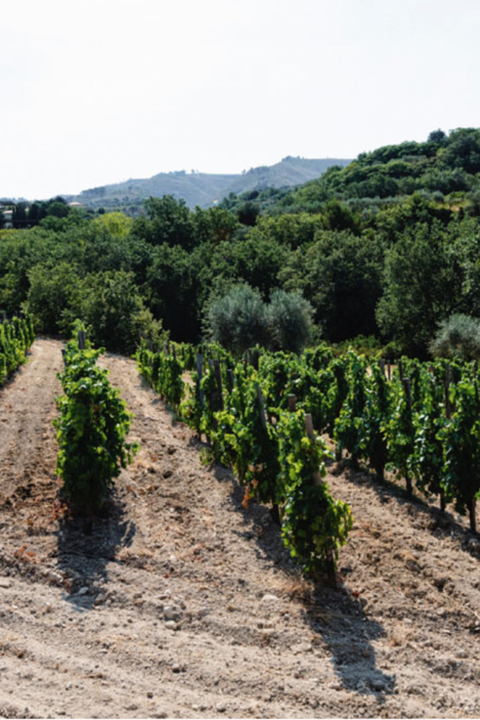 2022 Occhipinti 'Siccagno' Nero d'Avola